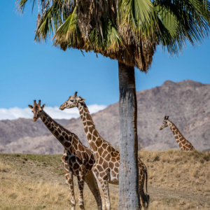 Living Desert Zoo & Gardens