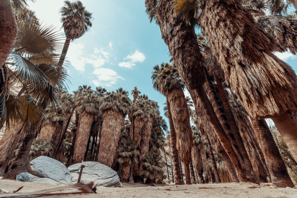 a palm forest in the middle of an oasis in Palm Springs,